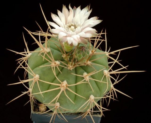 Gymnocalycium_eurypleurum_4